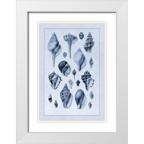 Shells: Sessile Cirripedes #3 (Blue) White Modern Wood Framed Art Print with Double Matting by Sowerby, G.B.