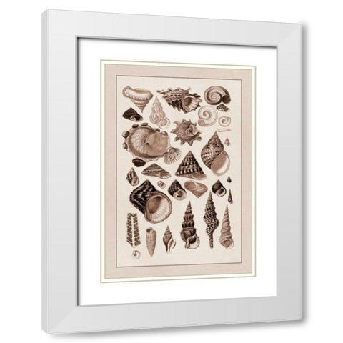 Shells: Trachelipoda #3 (Sepia) White Modern Wood Framed Art Print with Double Matting by Sowerby, G.B.