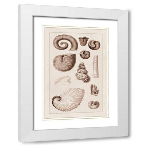 Shells: Ammonacea (Sepia) White Modern Wood Framed Art Print with Double Matting by Sowerby, G.B.