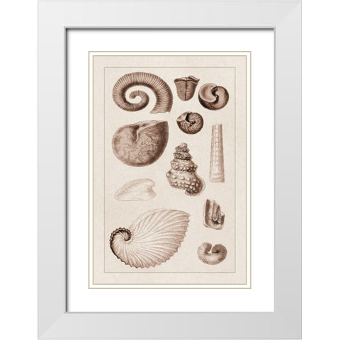 Shells: Ammonacea (Sepia) White Modern Wood Framed Art Print with Double Matting by Sowerby, G.B.