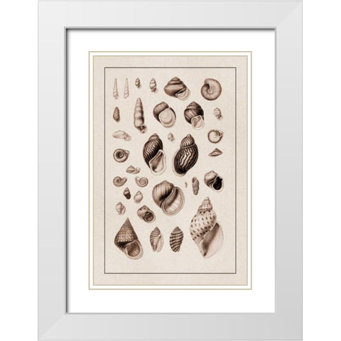 Shells: Sessile Cirripedes #2 (Sepia) White Modern Wood Framed Art Print with Double Matting by Sowerby, G.B.