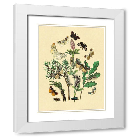 Moths: O. Gonostigma, D. Pudibunda, et al. White Modern Wood Framed Art Print with Double Matting by Kirby, W. F.