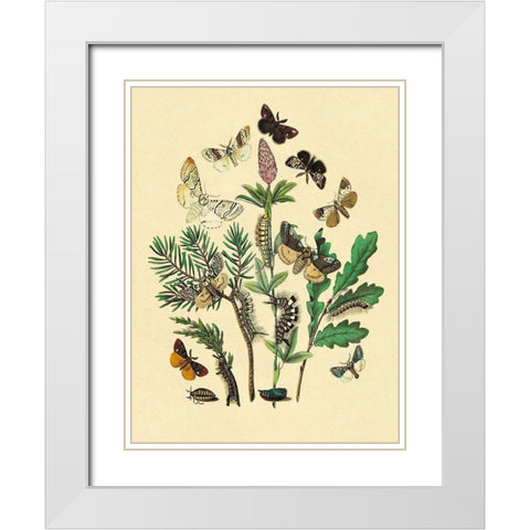 Moths: O. Gonostigma, D. Pudibunda, et al. White Modern Wood Framed Art Print with Double Matting by Kirby, W. F.