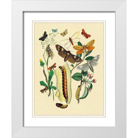Moths: C. Ligniperda, Z. Aesculi, et al. White Modern Wood Framed Art Print with Double Matting by Kirby, W. F.