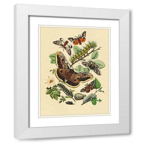 Moths: E. Versicolora, S. Pyri, S. Carpini White Modern Wood Framed Art Print with Double Matting by Kirby, W. F.