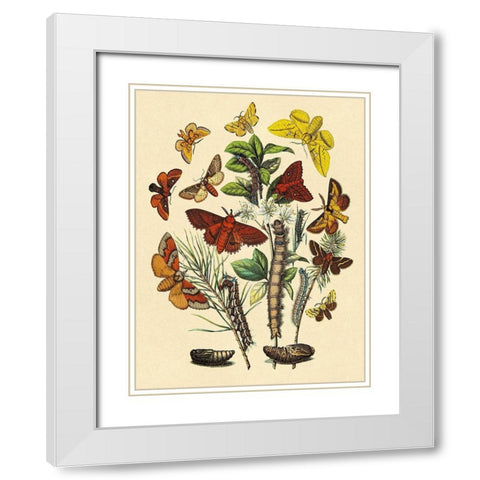 Moths: G. Quercifolia, L. Potatoria, et al. White Modern Wood Framed Art Print with Double Matting by Kirby, W. F.