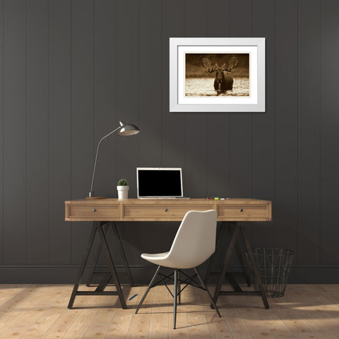 Moose male raising its head while feeding on the bottom of a lake, North America White Modern Wood Framed Art Print with Double Matting by Fitzharris, Tim