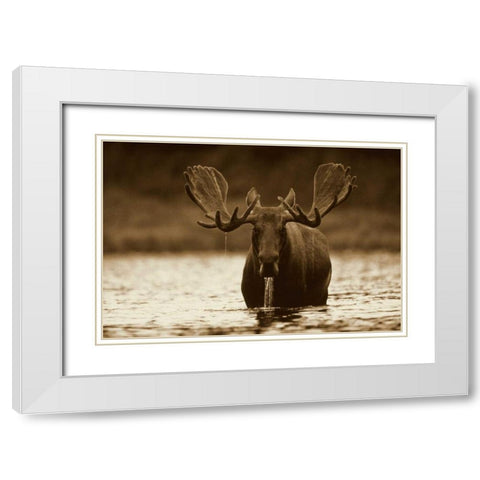 Moose male raising its head while feeding on the bottom of a lake, North America White Modern Wood Framed Art Print with Double Matting by Fitzharris, Tim