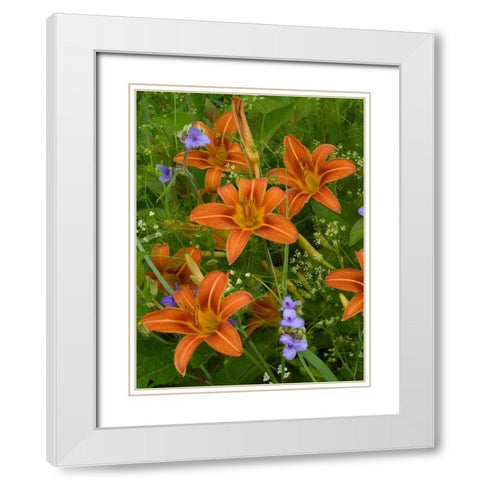 Orange Daylily with Virginia Spiderwort North America White Modern Wood Framed Art Print with Double Matting by Fitzharris, Tim