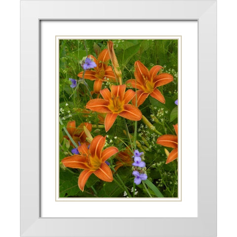 Orange Daylily with Virginia Spiderwort North America White Modern Wood Framed Art Print with Double Matting by Fitzharris, Tim