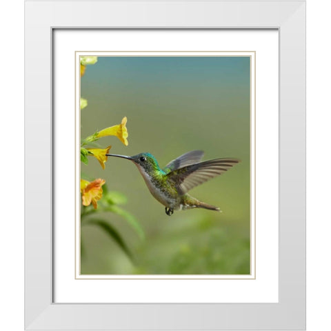 Andean Emerald hummingbird feeding on a yellow flower, Ecuador White Modern Wood Framed Art Print with Double Matting by Fitzharris, Tim