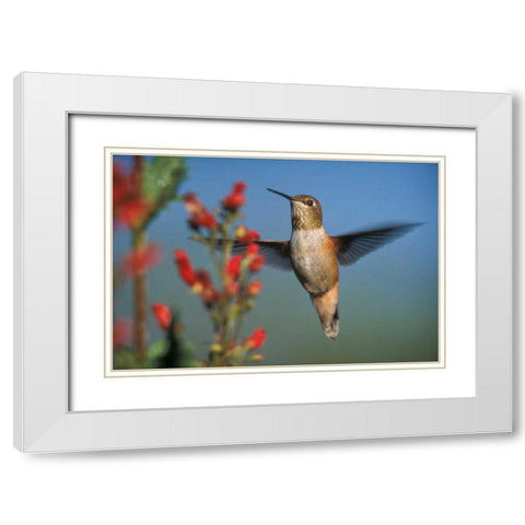 Rufous Hummingbird feeding on the nectar of a Desert Figwort New Mexico White Modern Wood Framed Art Print with Double Matting by Fitzharris, Tim