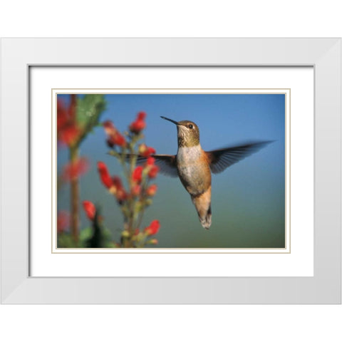 Rufous Hummingbird feeding on the nectar of a Desert Figwort New Mexico White Modern Wood Framed Art Print with Double Matting by Fitzharris, Tim