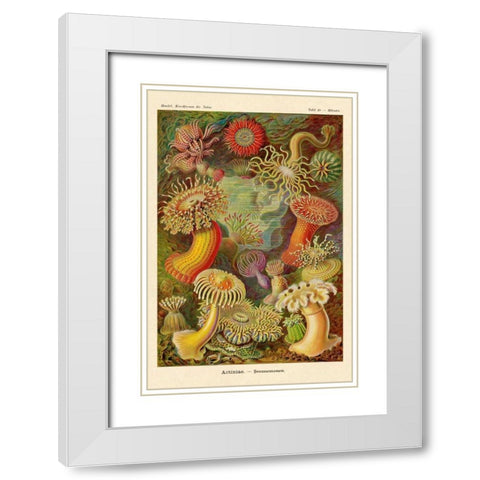 Haeckel Nature Illustrations: Actiniae White Modern Wood Framed Art Print with Double Matting by Haeckel, Ernst