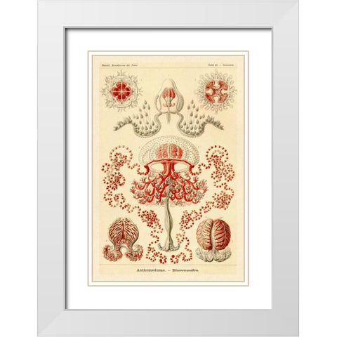 Haeckel Nature Illustrations: Anthomedusae White Modern Wood Framed Art Print with Double Matting by Haeckel, Ernst