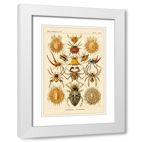 Haeckel Nature Illustrations: Spiders White Modern Wood Framed Art Print with Double Matting by Haeckel, Ernst