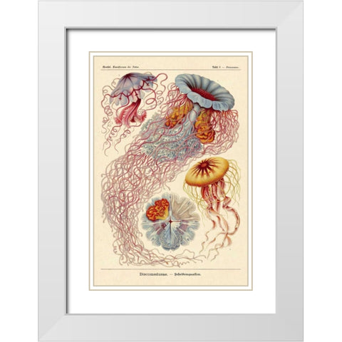 Haeckel Nature Illustrations: Jelly Fish White Modern Wood Framed Art Print with Double Matting by Haeckel, Ernst