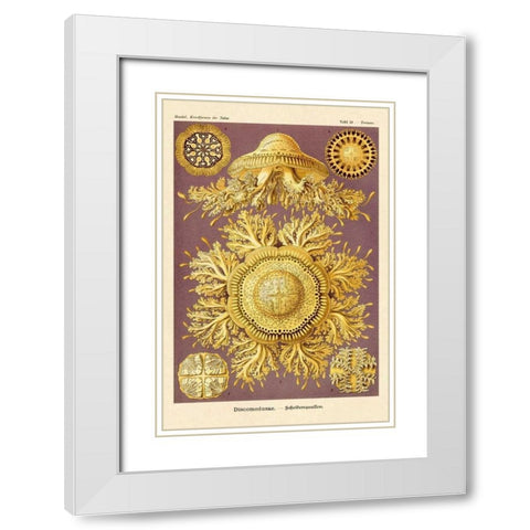Haeckel Nature Illustrations: Jelly Fish White Modern Wood Framed Art Print with Double Matting by Haeckel, Ernst