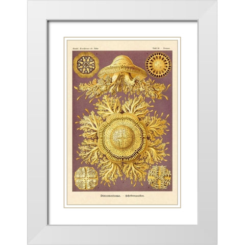 Haeckel Nature Illustrations: Jelly Fish White Modern Wood Framed Art Print with Double Matting by Haeckel, Ernst