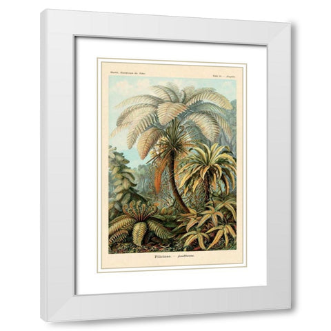 Haeckel Nature Illustrations: Ferns White Modern Wood Framed Art Print with Double Matting by Haeckel, Ernst