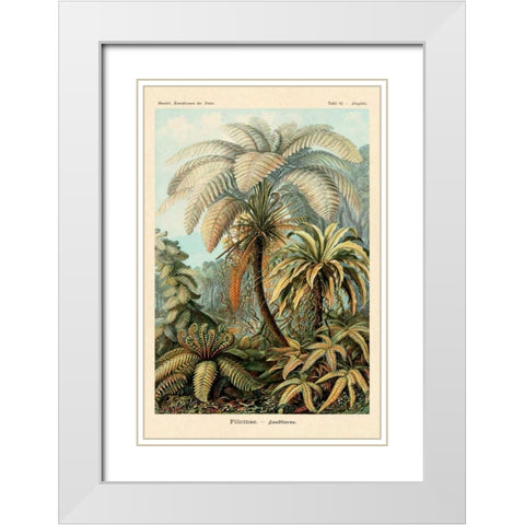 Haeckel Nature Illustrations: Ferns White Modern Wood Framed Art Print with Double Matting by Haeckel, Ernst