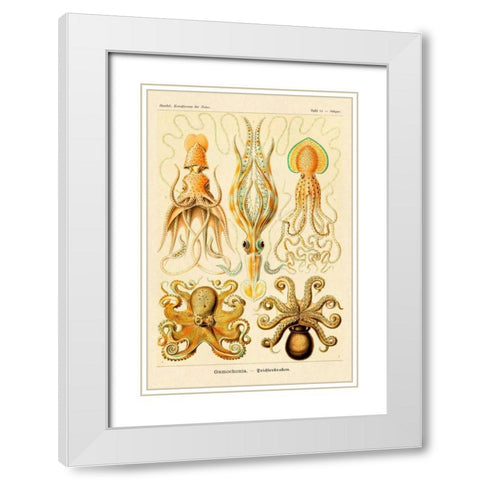 Haeckel Nature Illustrations: Cephlopods White Modern Wood Framed Art Print with Double Matting by Haeckel, Ernst