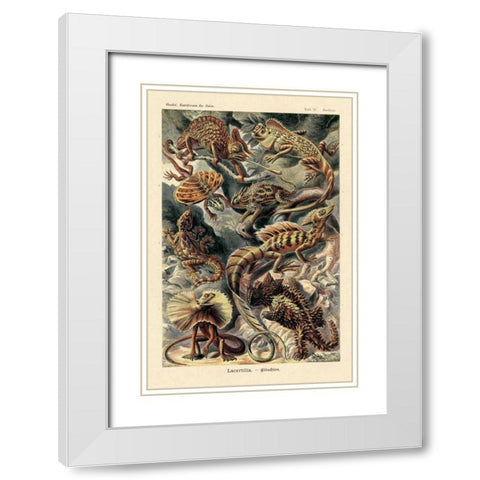 Haeckel Nature Illustrations: Lizards White Modern Wood Framed Art Print with Double Matting by Haeckel, Ernst