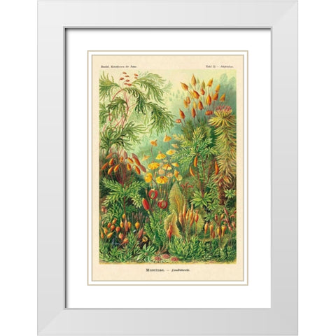 Haeckel Nature Illustrations: Muscinae White Modern Wood Framed Art Print with Double Matting by Haeckel, Ernst