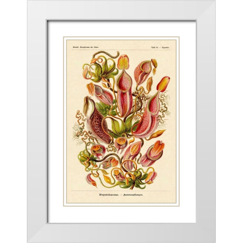 Haeckel Nature Illustrations: Pitcher Plants White Modern Wood Framed Art Print with Double Matting by Haeckel, Ernst
