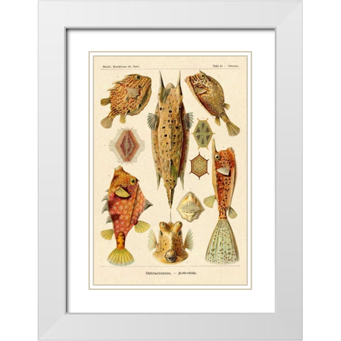 Haeckel Nature Illustrations: Boxfish White Modern Wood Framed Art Print with Double Matting by Haeckel, Ernst