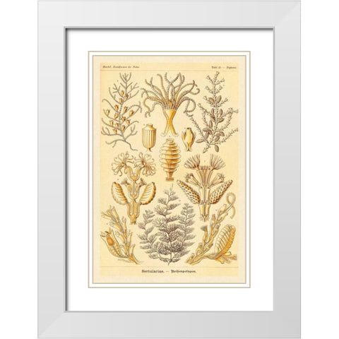 Haeckel Nature Illustrations: Sertulariae White Modern Wood Framed Art Print with Double Matting by Haeckel, Ernst