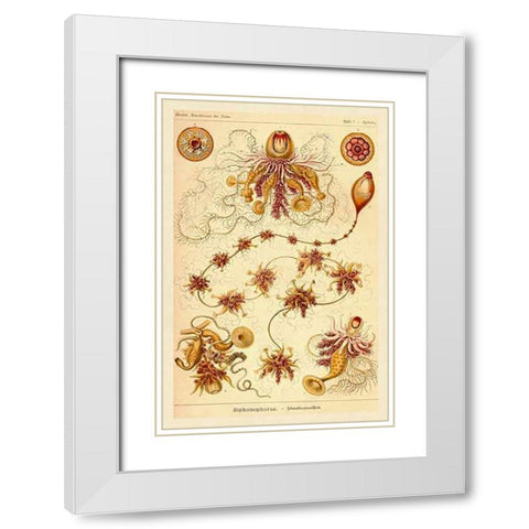 Haeckel Nature Illustrations: Siphoneae Hydrozoa White Modern Wood Framed Art Print with Double Matting by Haeckel, Ernst