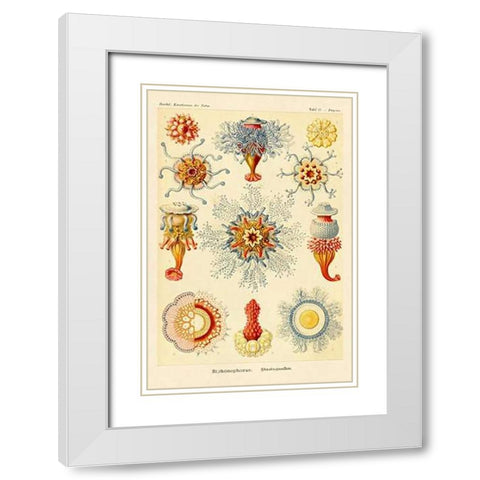 Haeckel Nature Illustrations: Siphoneae Hydrozoa White Modern Wood Framed Art Print with Double Matting by Haeckel, Ernst