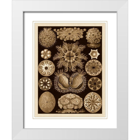 Haeckel Nature Illustrations: Ascidiae - Sepia Tint White Modern Wood Framed Art Print with Double Matting by Haeckel, Ernst