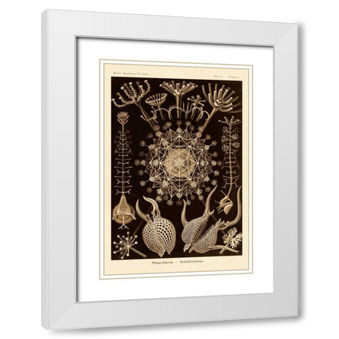 Haeckel Nature Illustrations: Phaeodaria radiolarians - Sepia Tint White Modern Wood Framed Art Print with Double Matting by Haeckel, Ernst
