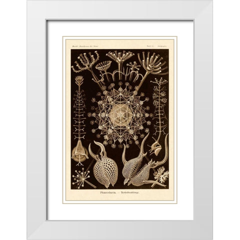 Haeckel Nature Illustrations: Phaeodaria radiolarians - Sepia Tint White Modern Wood Framed Art Print with Double Matting by Haeckel, Ernst