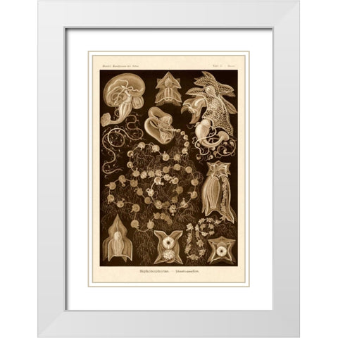 Haeckel Nature Illustrations: Siphoneae Hydrozoa - Sepia Tint White Modern Wood Framed Art Print with Double Matting by Haeckel, Ernst