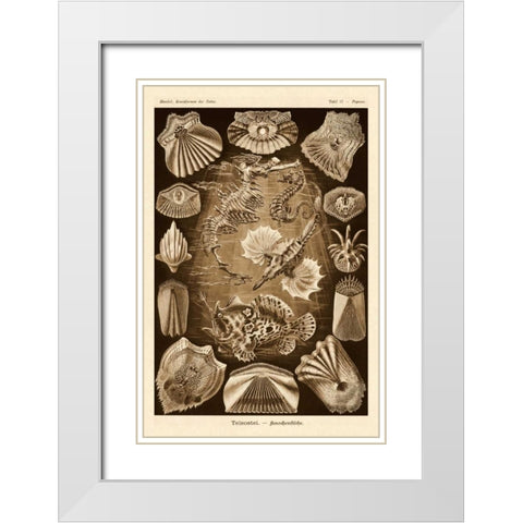 Haeckel Nature Illustrations: Teleostei, bony Fishes - Sepia Tint White Modern Wood Framed Art Print with Double Matting by Haeckel, Ernst