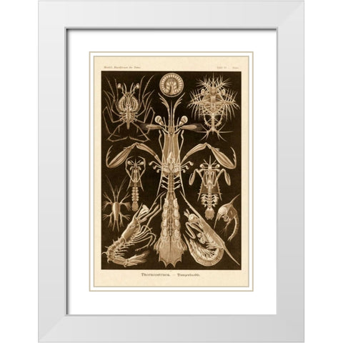 Haeckel Nature Illustrations: Thoracostraca, Crustaceans - Sepia Tint White Modern Wood Framed Art Print with Double Matting by Haeckel, Ernst