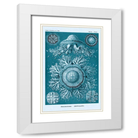 Haeckel Nature Illustrations: Jelly Fish - Blue-Green Tint White Modern Wood Framed Art Print with Double Matting by Haeckel, Ernst