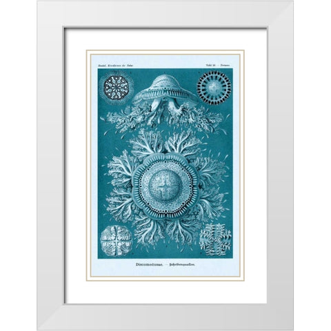Haeckel Nature Illustrations: Jelly Fish - Blue-Green Tint White Modern Wood Framed Art Print with Double Matting by Haeckel, Ernst
