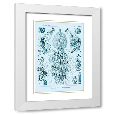 Haeckel Nature Illustrations: Siphoneae Hydrozoa - Blue-Green Tint White Modern Wood Framed Art Print with Double Matting by Haeckel, Ernst