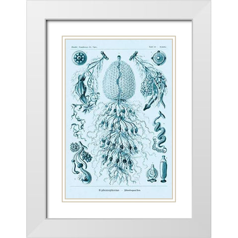Haeckel Nature Illustrations: Siphoneae Hydrozoa - Blue-Green Tint White Modern Wood Framed Art Print with Double Matting by Haeckel, Ernst