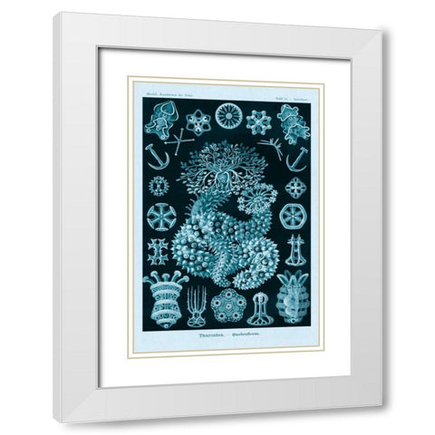 Haeckel Nature Illustrations: Sea Cucumbers - Blue-Green Tint White Modern Wood Framed Art Print with Double Matting by Haeckel, Ernst