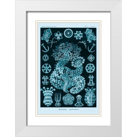 Haeckel Nature Illustrations: Sea Cucumbers - Blue-Green Tint White Modern Wood Framed Art Print with Double Matting by Haeckel, Ernst
