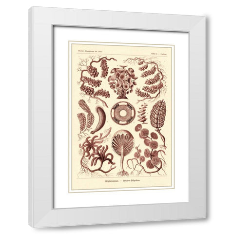 Haeckel Nature Illustrations: Siphoneae Hydrozoa - Rose Tint White Modern Wood Framed Art Print with Double Matting by Haeckel, Ernst