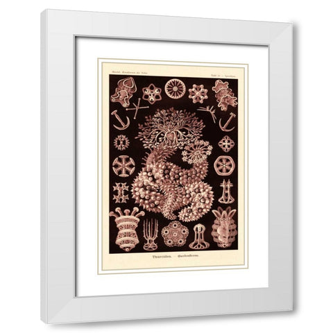 Haeckel Nature Illustrations: Sea Cucumbers- Rose Tint White Modern Wood Framed Art Print with Double Matting by Haeckel, Ernst