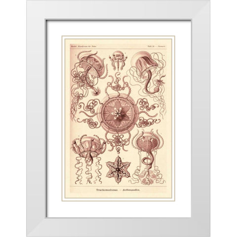 Haeckel Nature Illustrations: Trachomedusae - Jellyfish - Rose Tint White Modern Wood Framed Art Print with Double Matting by Haeckel, Ernst