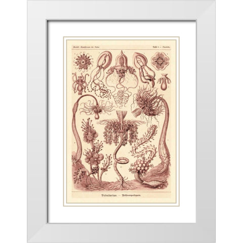 Haeckel Nature Illustrations: Tubularida - Tubularians - Rose Tint White Modern Wood Framed Art Print with Double Matting by Haeckel, Ernst