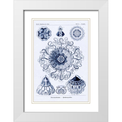 Haeckel Nature Illustrations: Polycytaria Radiolaria - Dark Blue Tint White Modern Wood Framed Art Print with Double Matting by Haeckel, Ernst